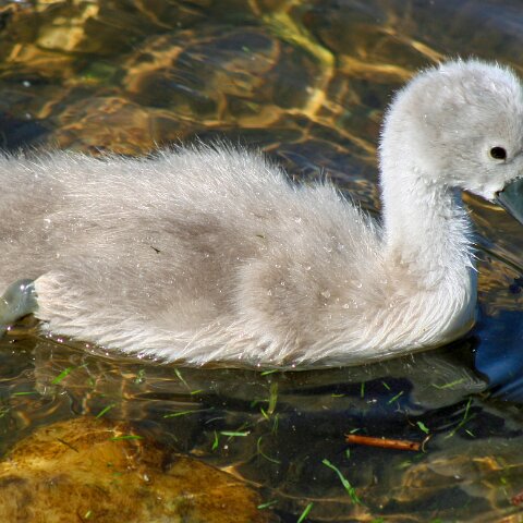 Mute-Swan-4
