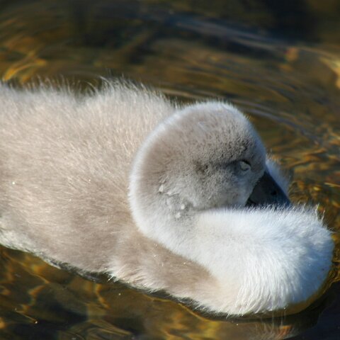 Mute-Swan-5