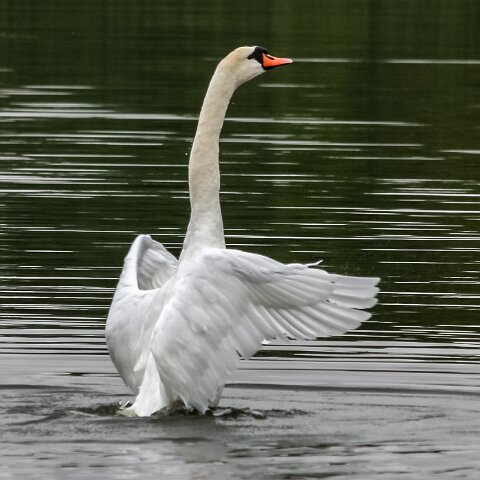 Mute-Swan-6