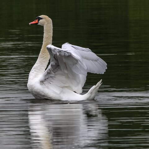 Mute-Swan-7