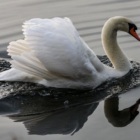 Mute-Swan-8