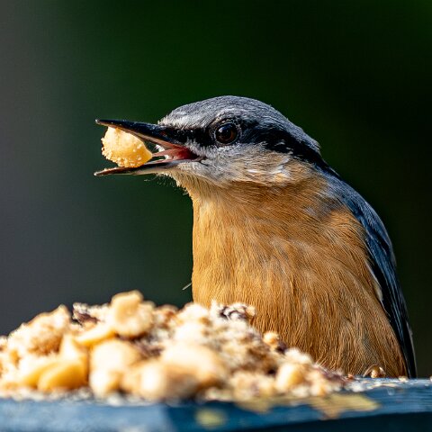 Nuthatch-11