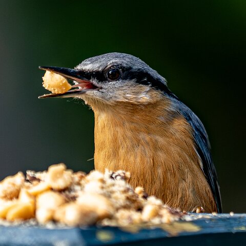 Nuthatch-12