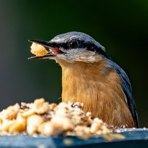 Nuthatch-13