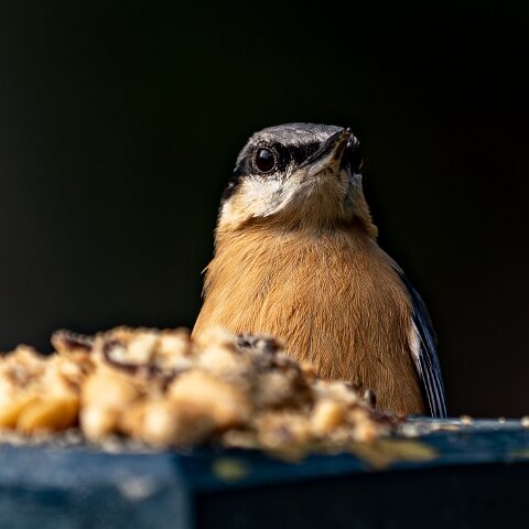 Nuthatch-14