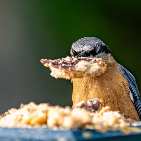 Nuthatch-16