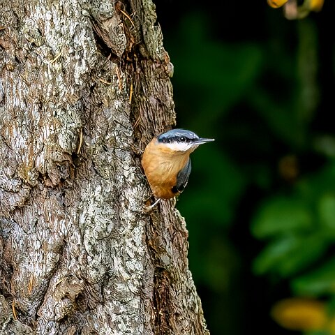 Nuthatch-17
