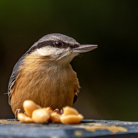 Nuthatch-18