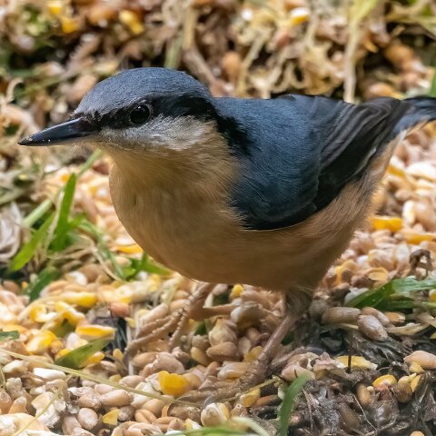 Nuthatch-3