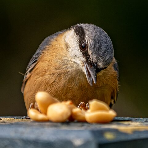 Nuthatch-7