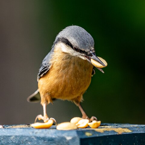 Nuthatch-9