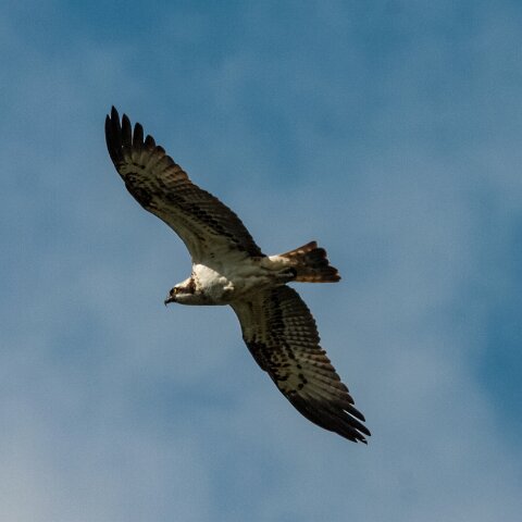 Osprey-1