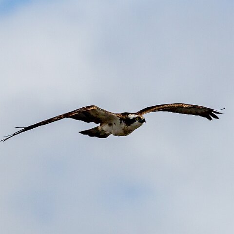 Osprey-10