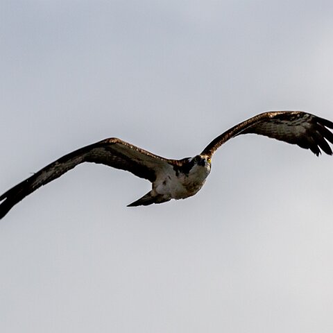 Osprey-11