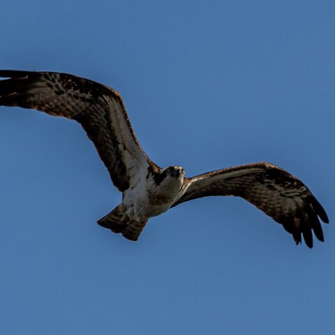 Osprey-12