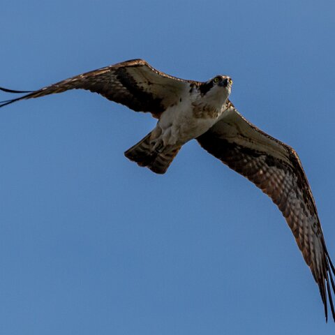 Osprey-13