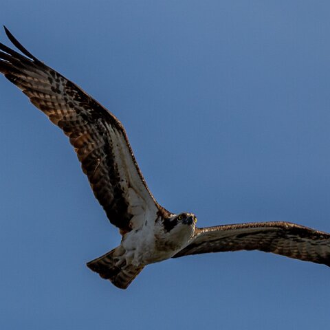 Osprey-14