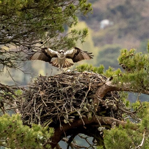 Osprey-16
