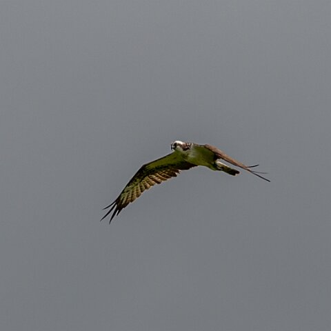 Osprey-19
