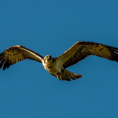 Osprey-2