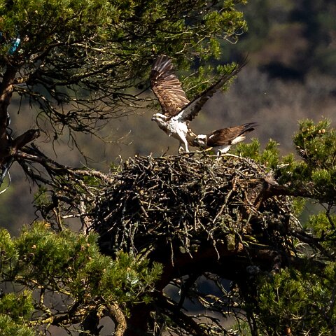 Osprey-4