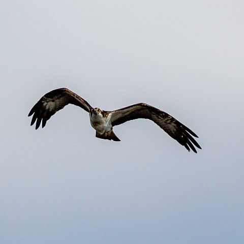 Osprey-8