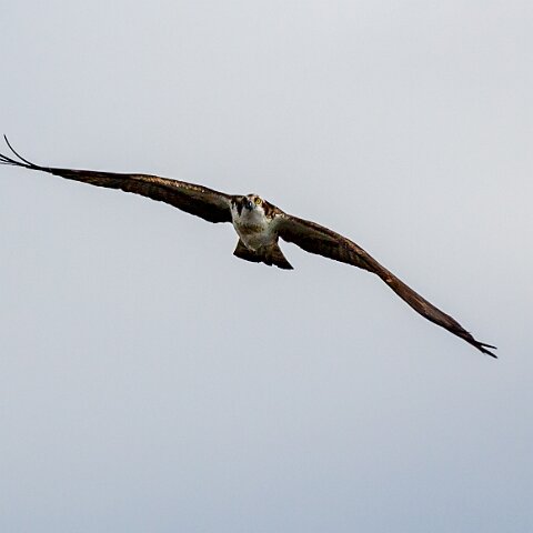 Osprey-9