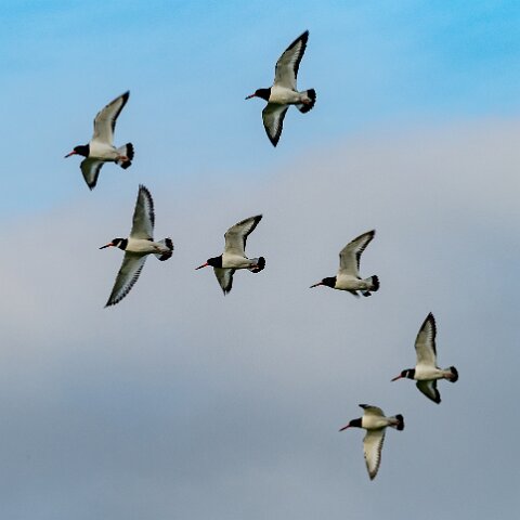 Oyster-Catcher-10