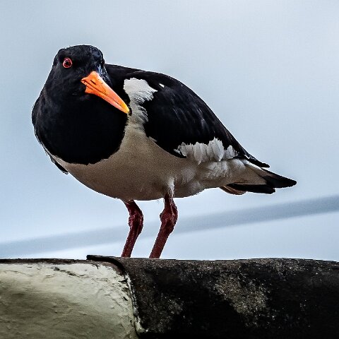 Oyster-Catcher-11