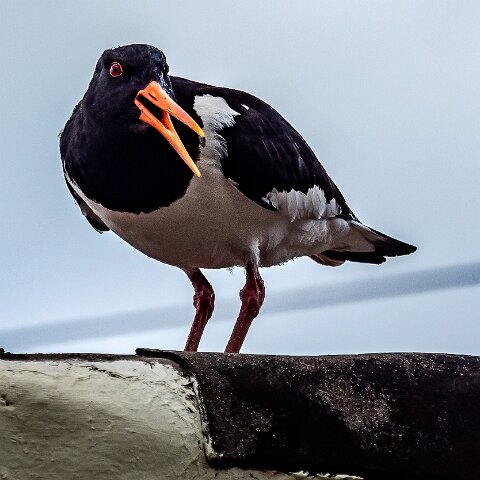 Oyster-Catcher-12