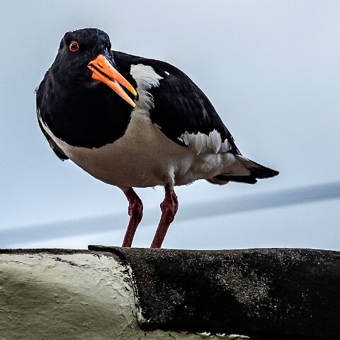 Oyster-Catcher-13
