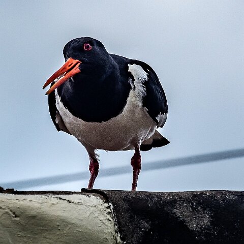Oyster-Catcher-15