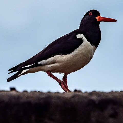 Oyster-Catcher-17