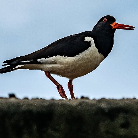 Oyster-Catcher-18