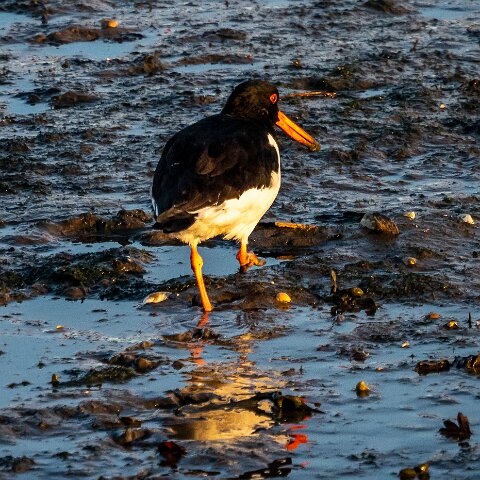 Oyster-Catcher-19