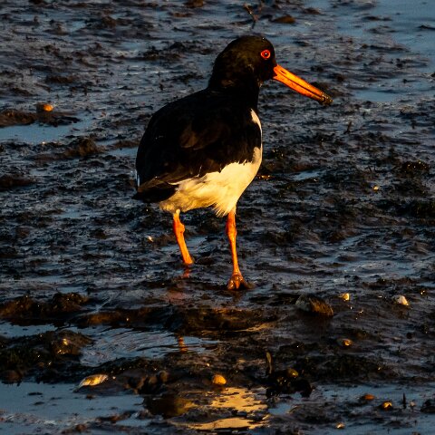 Oyster-Catcher-20