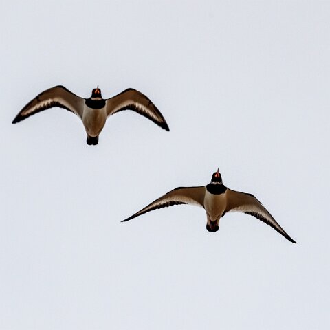 Oyster-Catcher-3