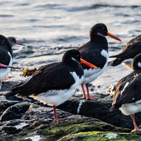 Oyster-Catcher-5
