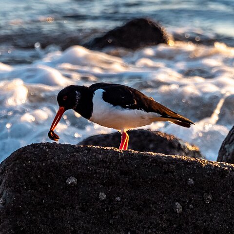 Oyster-Catcher-6