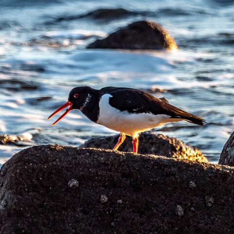 Oyster-Catcher-7
