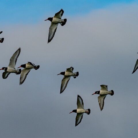 Oyster-Catcher-9
