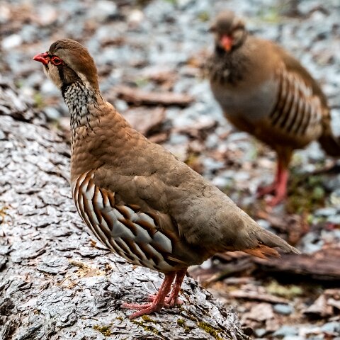 Partridge-1