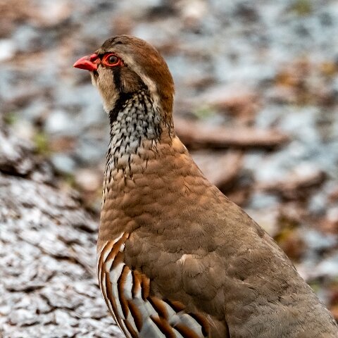 Partridge-2