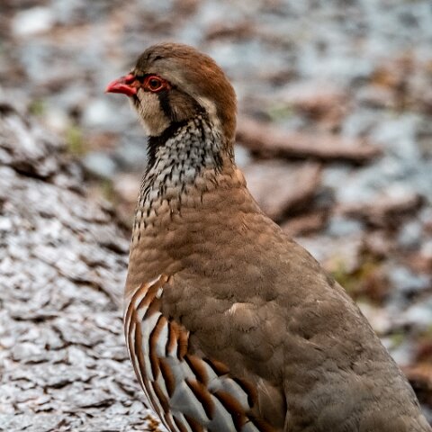 Partridge-3
