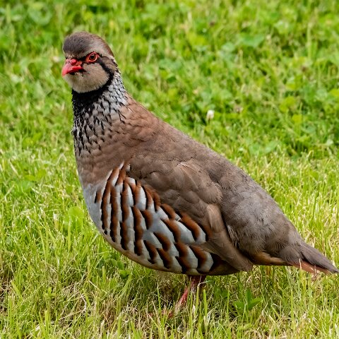 Partridge-4