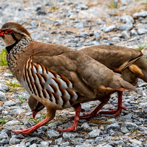 Partridge-5