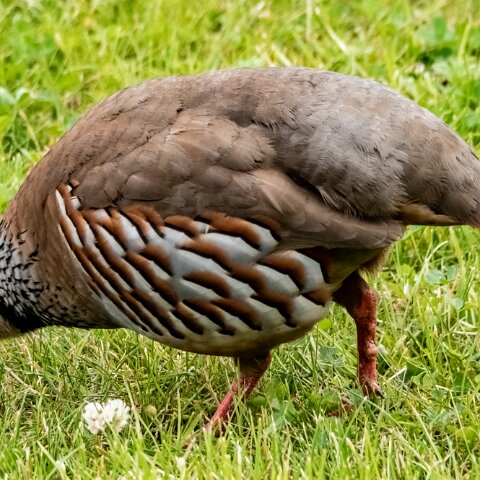 Partridge-6