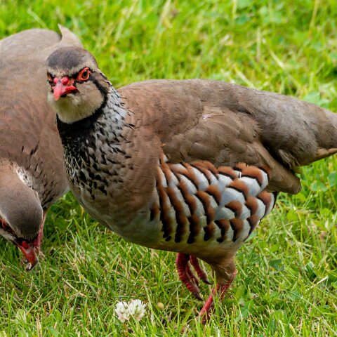 Partridge-7