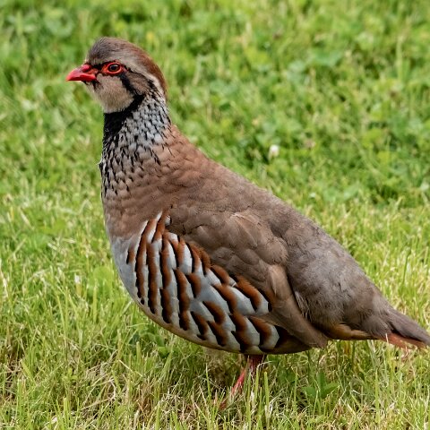 Partridge-8