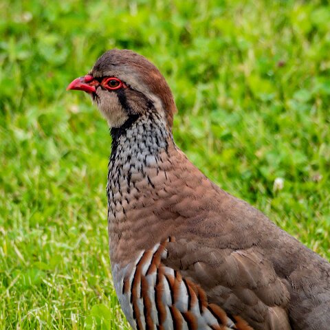 Partridge-9